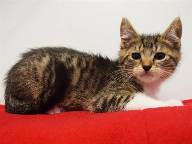 A baby small-sized male Domestic Short Hair cat named Ignacio De Souza for adoption in Sacramento, CA