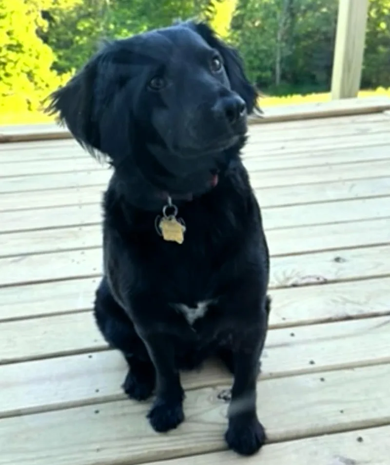 A young medium-sized male Cocker Spaniel dog named Vader for adoption in Paris, KY