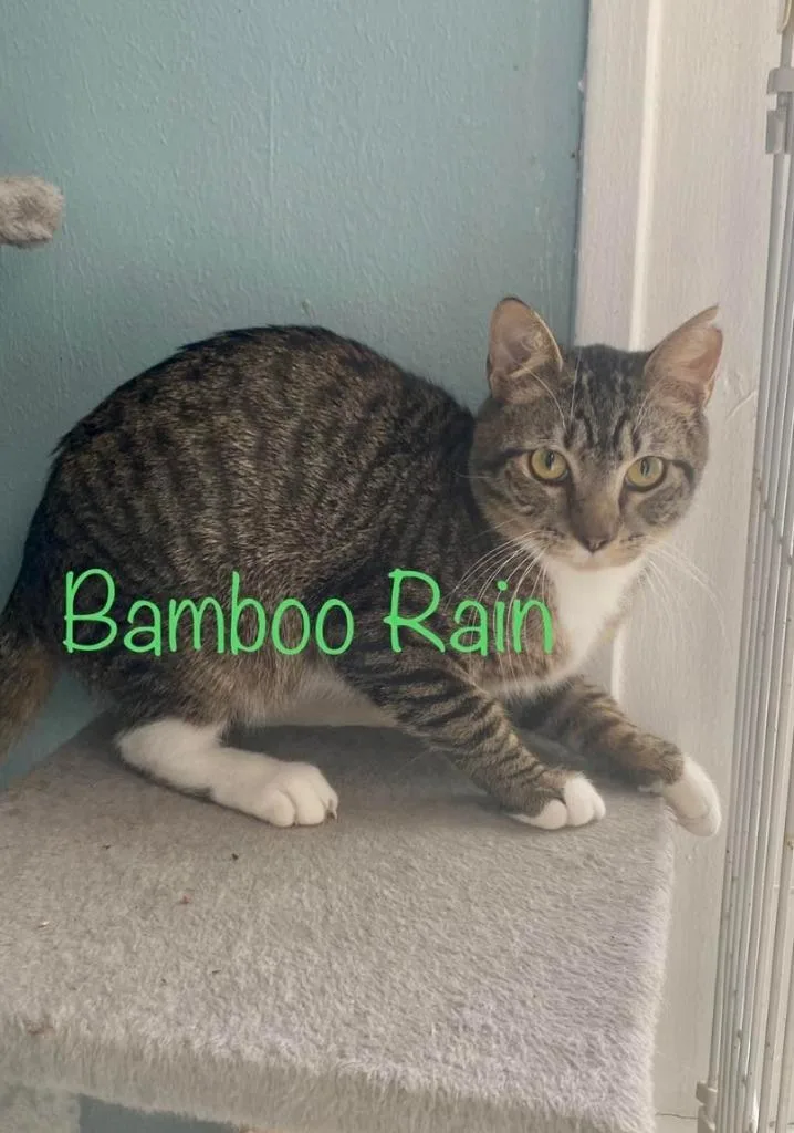 An adult medium-sized male Domestic Short Hair cat named Bamboo Rain for adoption in El Dorado, AR