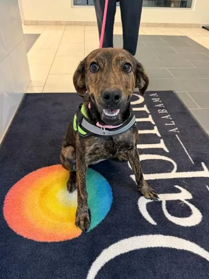 An adult medium-sized female Plott Hound dog named Marbles for adoption in Daphne, AL