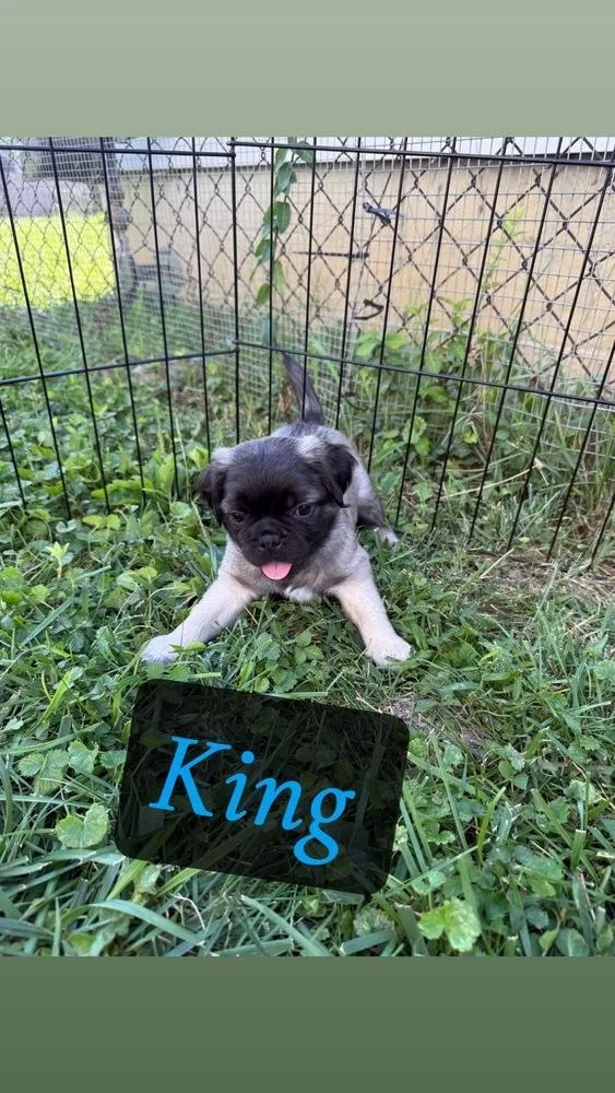 King