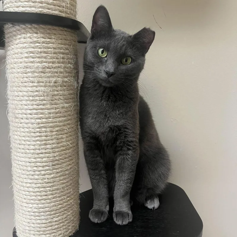 An adult small-sized female Gray / Blue / Silver Domestic Short Hair cat named Wonderbread for adoption in Medina, OH