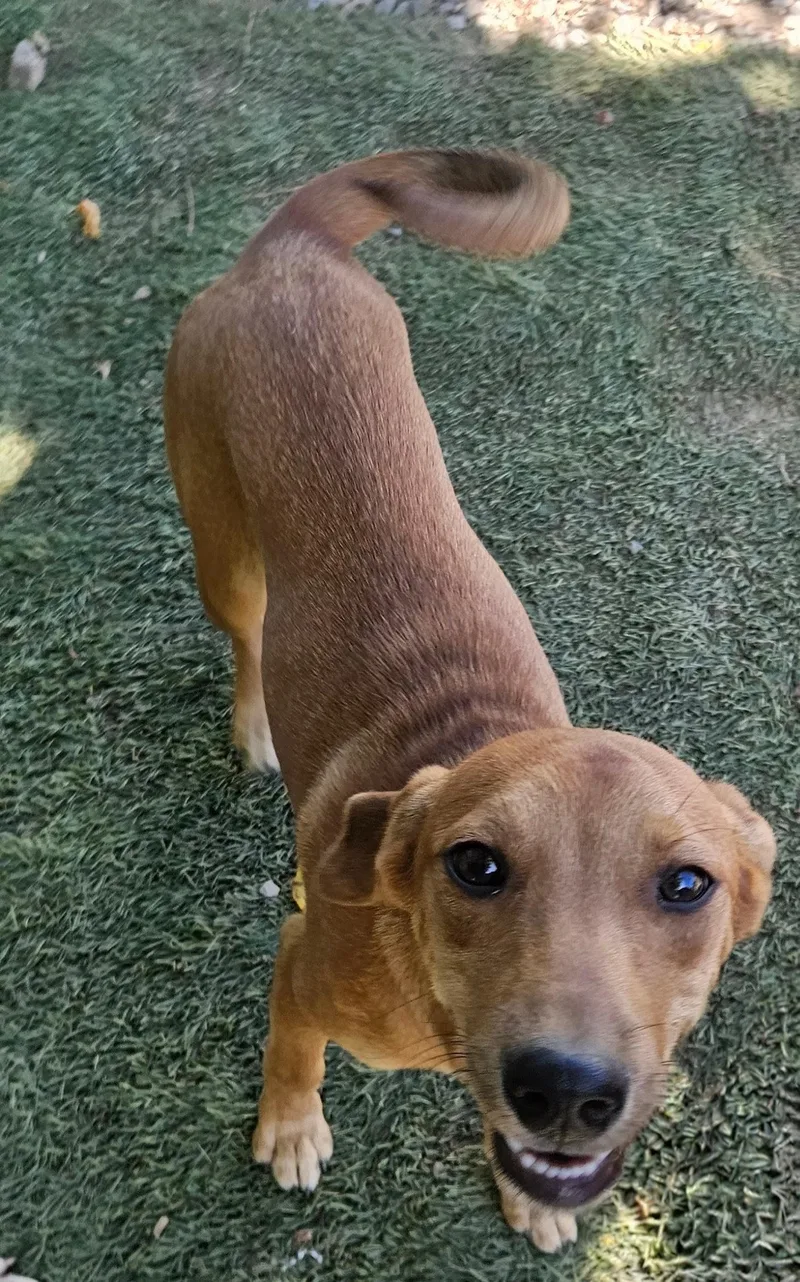 A baby small-sized male Feist dog named Felix for adoption in Tracy City , TN