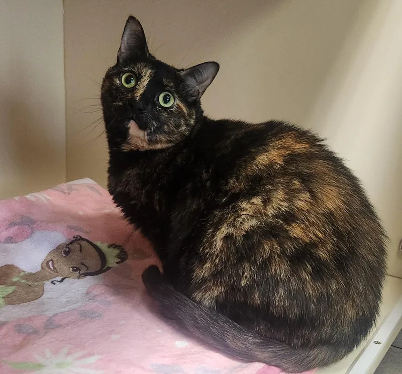An adult medium-sized female Tortoiseshell Domestic Short Hair cat named Ginger for adoption in Sewaren, NJ