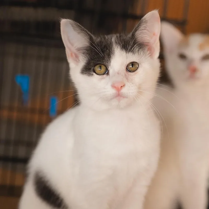 A baby small-sized male White Domestic Short Hair cat named Tom for adoption in Long Beach, CA