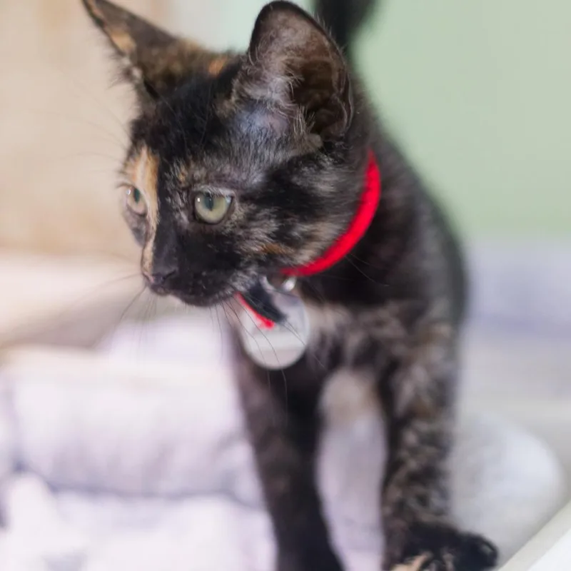 Jezebel