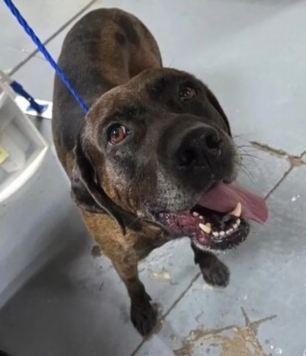 An adult extra large-sized male Labrador Retriever dog named a Mitchell for adoption in Dallas, GA