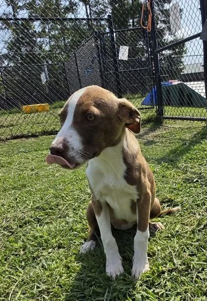 A baby medium-sized female Terrier dog named Cheetah for adoption in Conway, SC