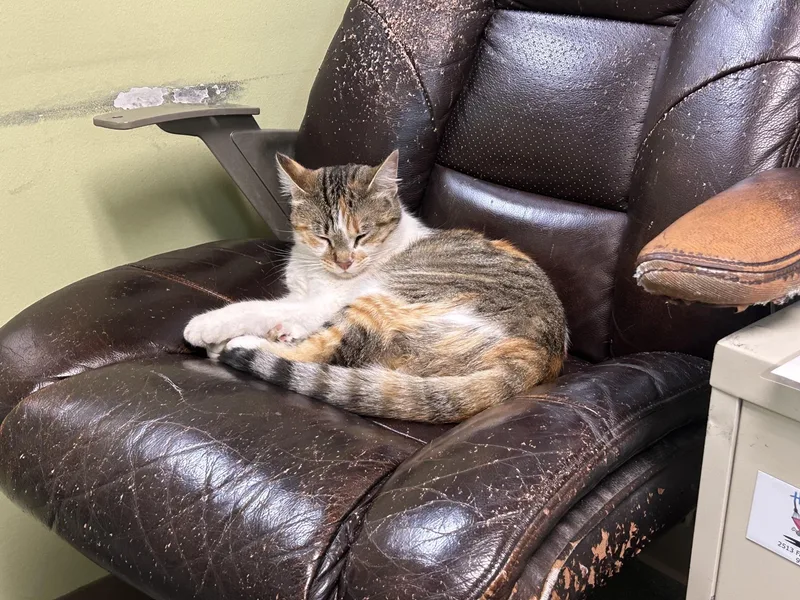 A young medium-sized female Calico Domestic Short Hair cat named Lucy for adoption in Homer, AK