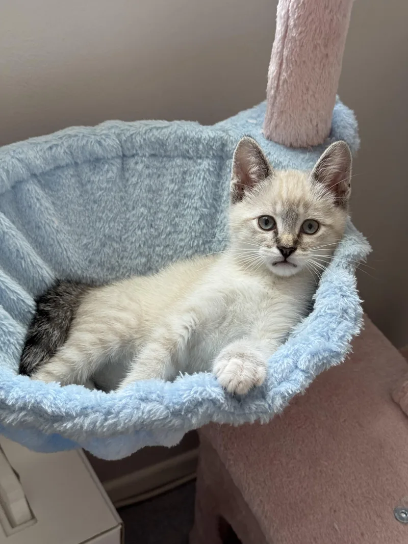 A young medium-sized male Cream / Ivory Siamese cat named Billy Bob for adoption in Helendale, CA