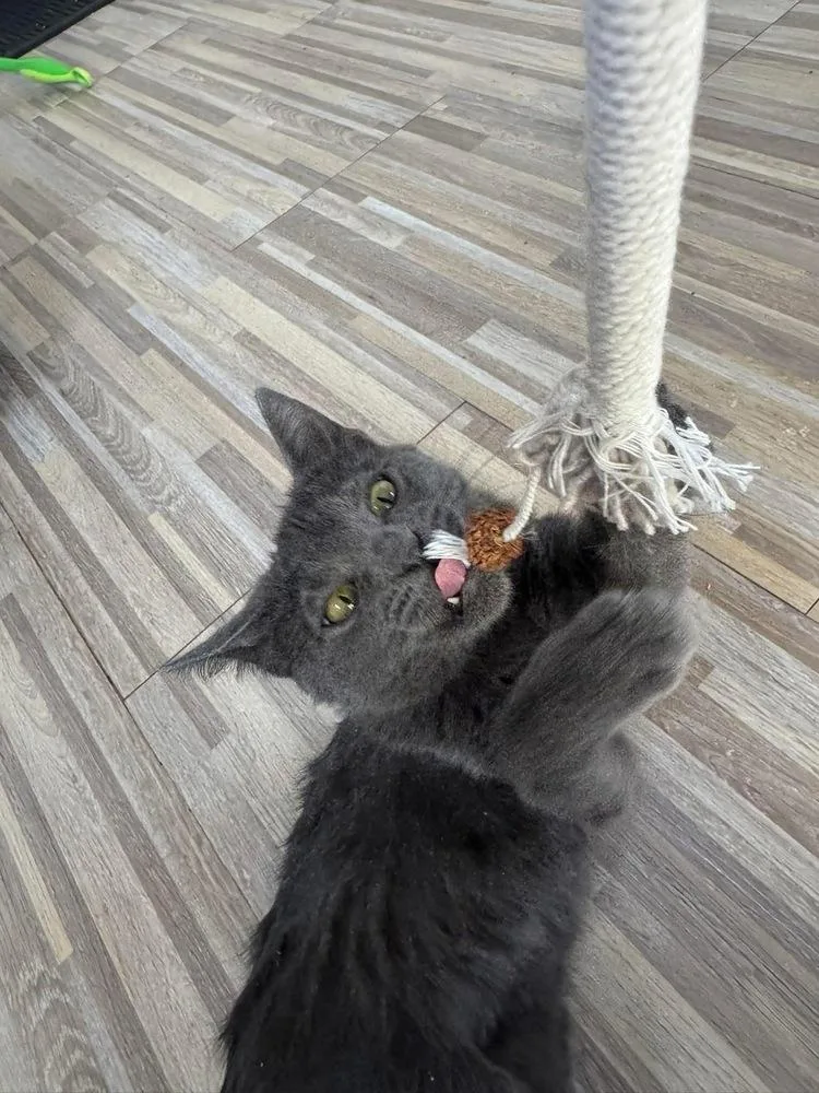 Cat Cafe Patty