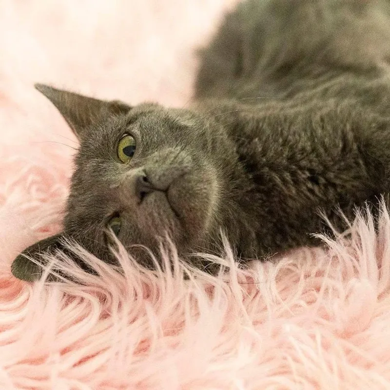 Cat Cafe Patty thumbnail 3