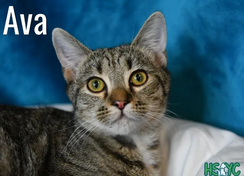 A young medium-sized female Domestic Short Hair cat named Ava for adoption in Fort Mill, SC