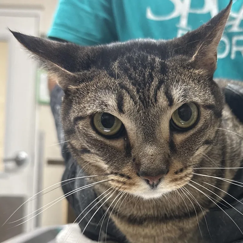 A senior extra large-sized female Brown / Chocolate Domestic Short Hair cat named Delilah for adoption in Lakeland, FL