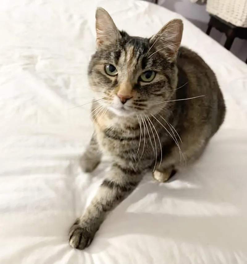 An adult medium-sized female Calico cat named Astrid for adoption in New York, NY
