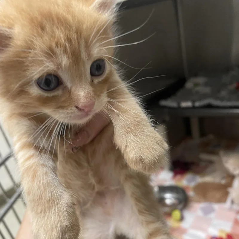 A baby small-sized male Orange / Red Domestic Short Hair cat named Colby for adoption in Gloucester, VA