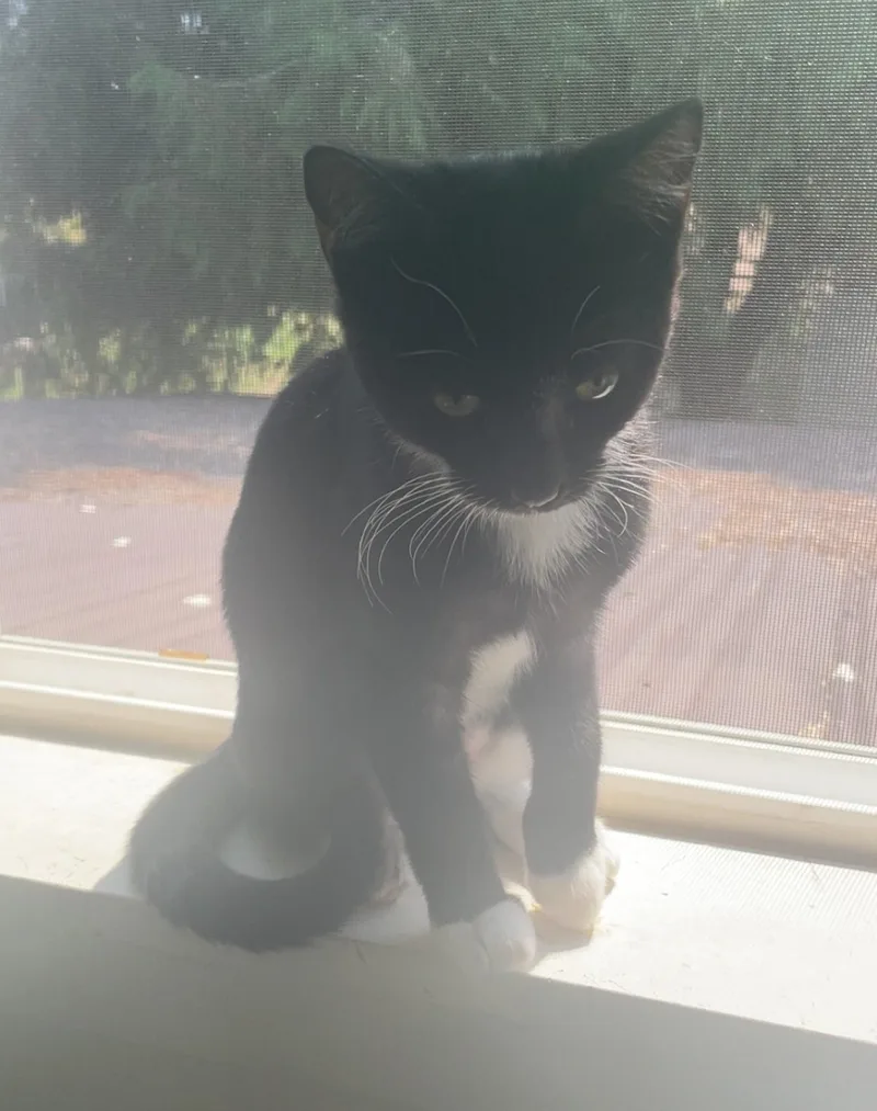 A baby medium-sized female Black & White / Tuxedo Domestic Short Hair cat named Maeve for adoption in Puyallup, WA