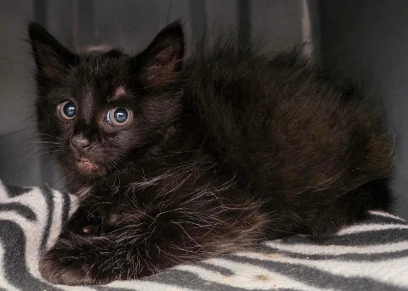 A baby small-sized male Black Domestic Short Hair cat named Fc Soot for adoption in Glen Allen, VA
