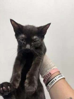 An adult small-sized female Domestic Short Hair cat named East for adoption in West Chester, PA