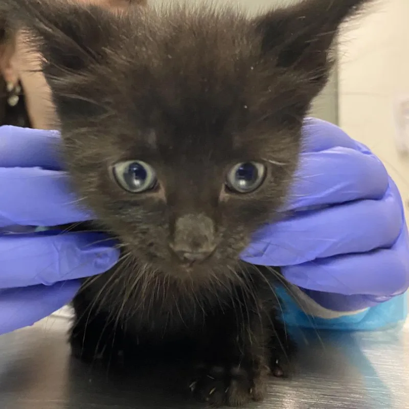 A baby small-sized male Gray / Blue / Silver Domestic Short Hair cat named Sea for adoption in Charleston, WV