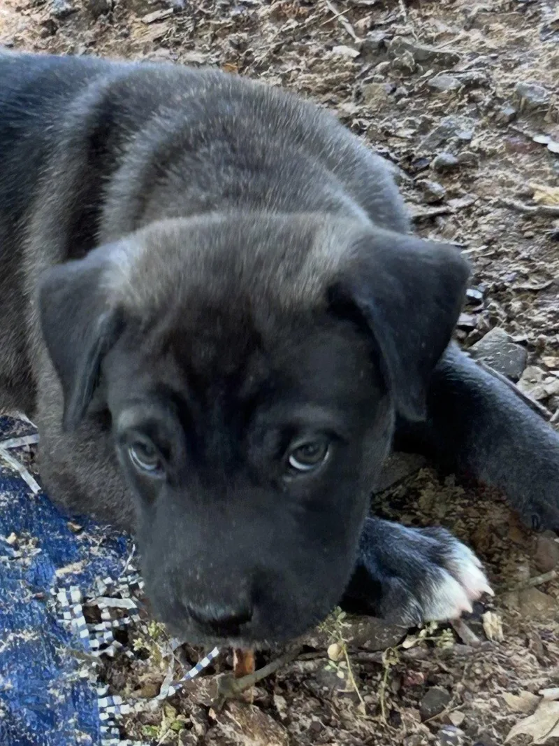 A baby large-sized female Labrador Retriever dog named Cilantro Lonestar for adoption in Rockaway, NJ
