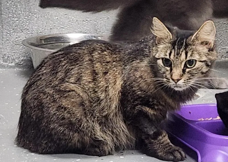 An adult medium-sized female Domestic Short Hair cat named Venus for adoption in Lexington, TN