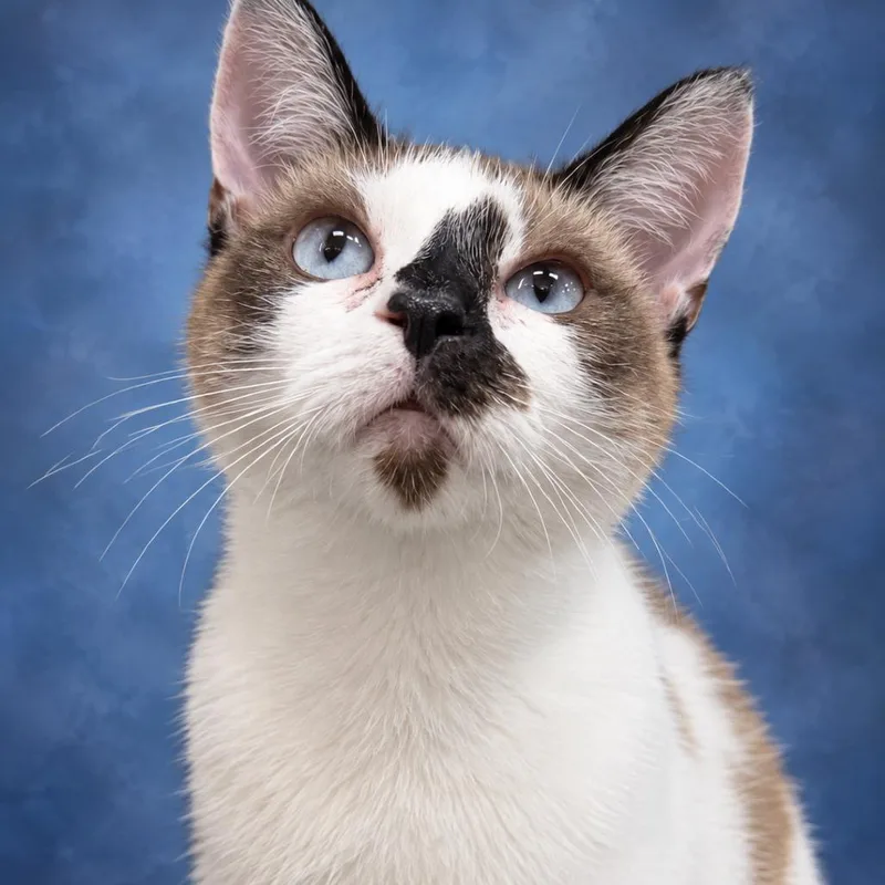 A young small-sized female American Shorthair cat named Riley for adoption in Donalsonville, GA