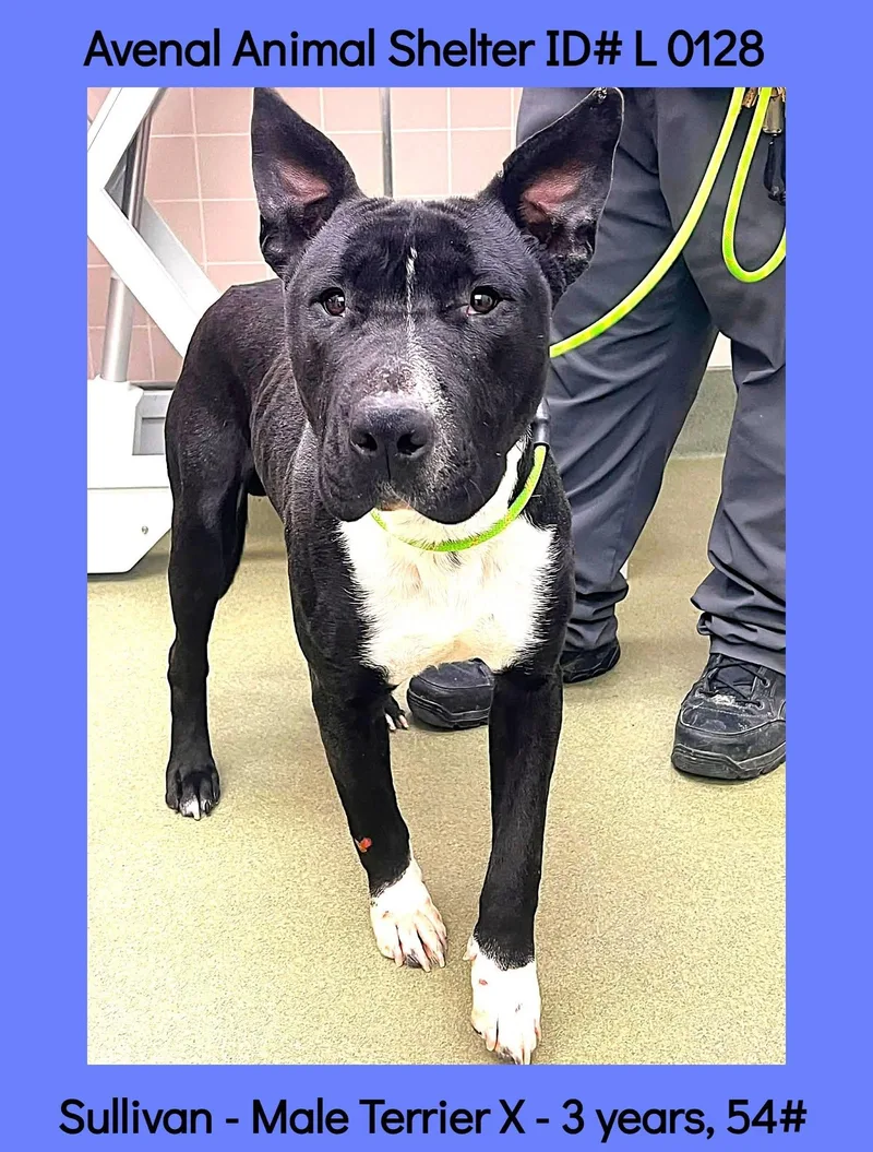 A young medium-sized male Black Bull Terrier dog named Sullivan for adoption in Avenal, CA