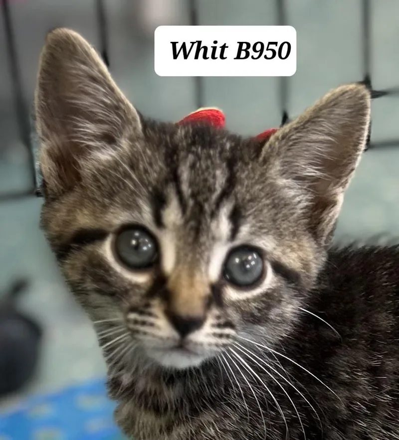 A baby medium-sized male Tabby (Gray / Blue / Silver) Domestic Medium Hair cat named Whit for adoption in Morganton, NC