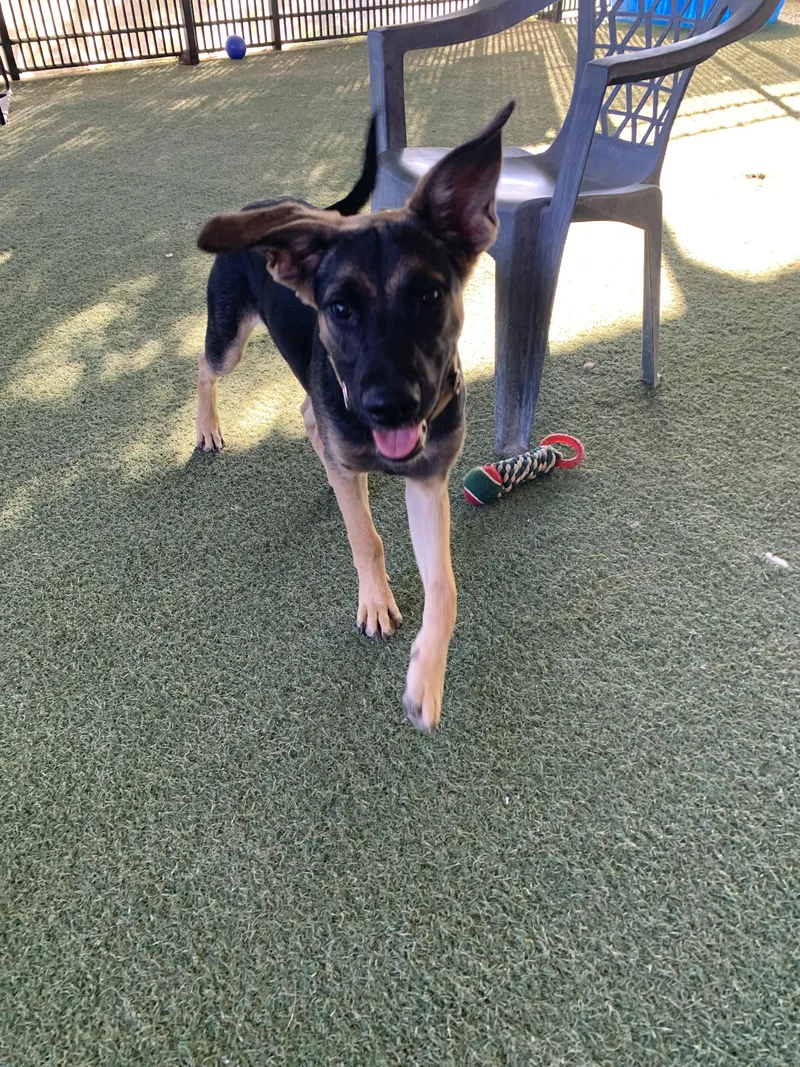 A baby large-sized male White German Shepherd dog named Kirk for adoption in Grass Valley, CA