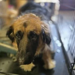 A senior large-sized female German Shepherd Dog dog named Remi for adoption in Klamath Falls, OR