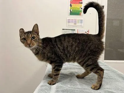A senior medium-sized male Brown / Chocolate Domestic Short Hair cat named Elliot for adoption in Kansas City, MO