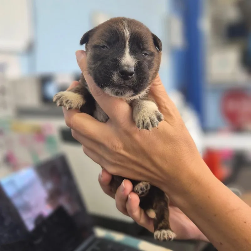 A baby small-sized male Brindle Labrador Retriever dog named McDonald for adoption in Wahiawa, HI