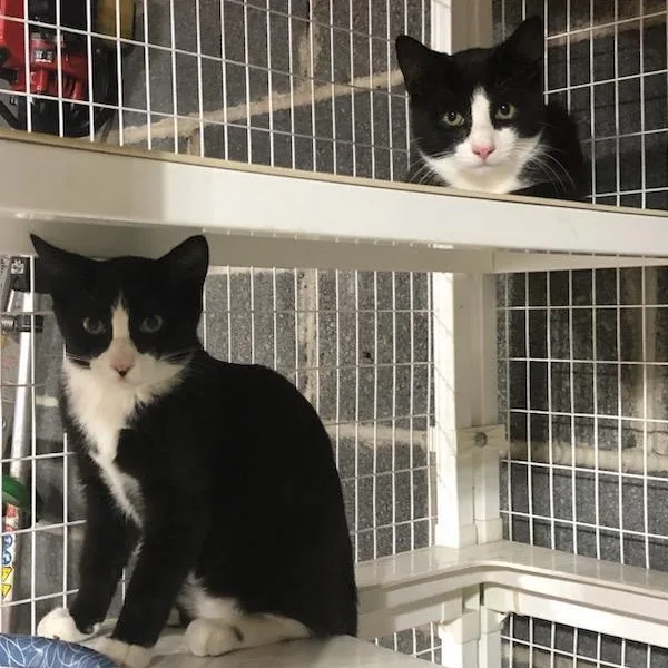 A baby medium-sized female Domestic Short Hair cat named New Friends Coming In for adoption in Clifton, NJ