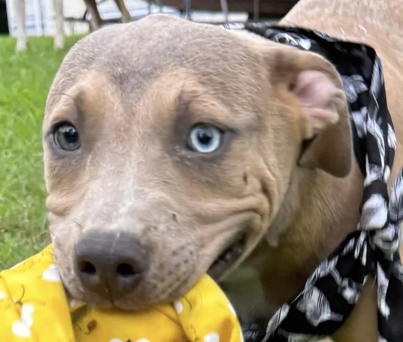 A baby medium-sized male Labrador Retriever dog named Scooby Doo for adoption in Manchester, CT