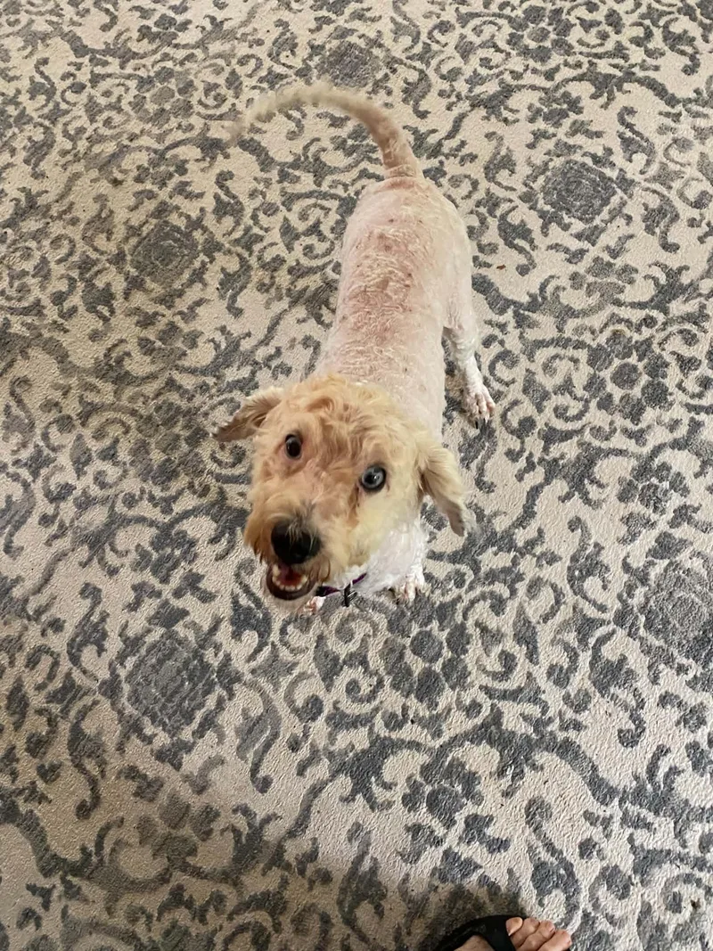 An adult medium-sized female Standard Poodle dog named Zonis for adoption in Holly Springs, NC