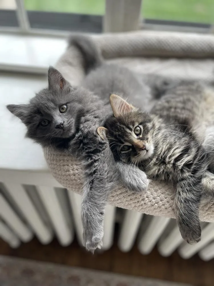 A baby medium-sized female Gray / Blue / Silver Domestic Long Hair cat named Mango for adoption in Plymouth, MI