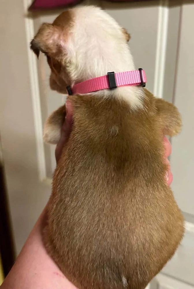 A baby medium-sized female Tricolor (Brown, Black, & White) Golden Retriever dog named Tomato for adoption in Pottstown, PA