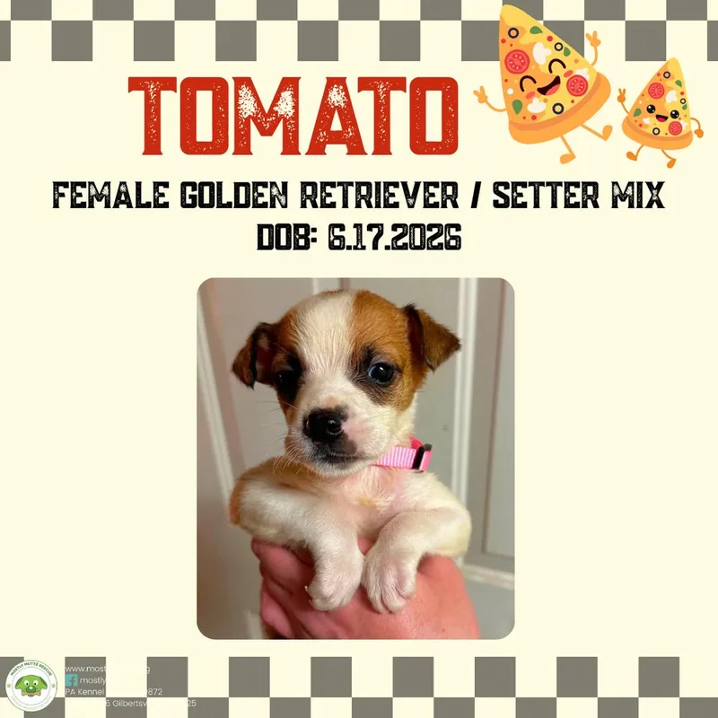 Tomato thumbnail 2