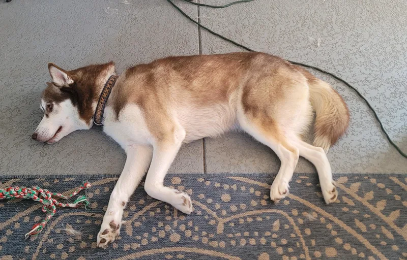 A young large-sized male Brown / Chocolate Husky dog named Thor for adoption in Maitland, FL