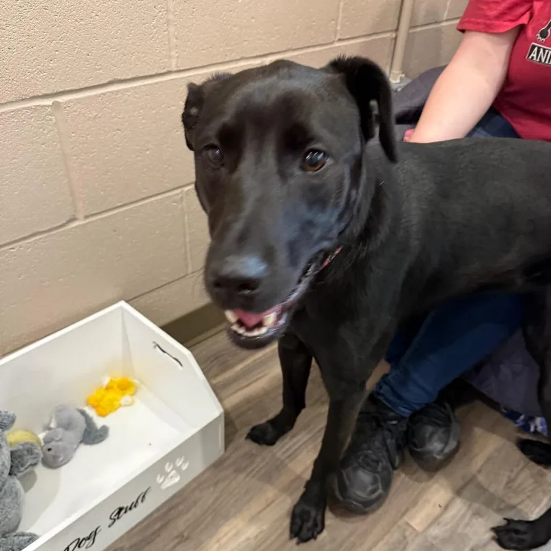 A young large-sized female Black Labrador Retriever dog named Salvie for adoption in Muncie, IN