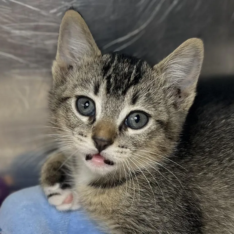 A baby small-sized female Gray / Blue / Silver Domestic Short Hair cat named Monique for adoption in Palm Springs, CA