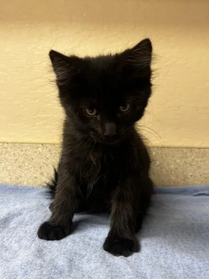 A baby small-sized male Domestic Medium Hair cat named Nimbus for adoption in Phoenix, AZ