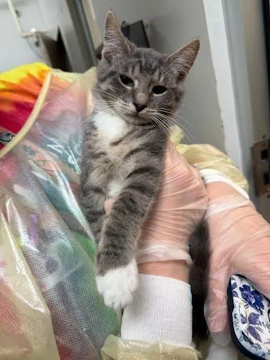 A baby small-sized male Domestic Short Hair cat named Skye for adoption in Washington, DC