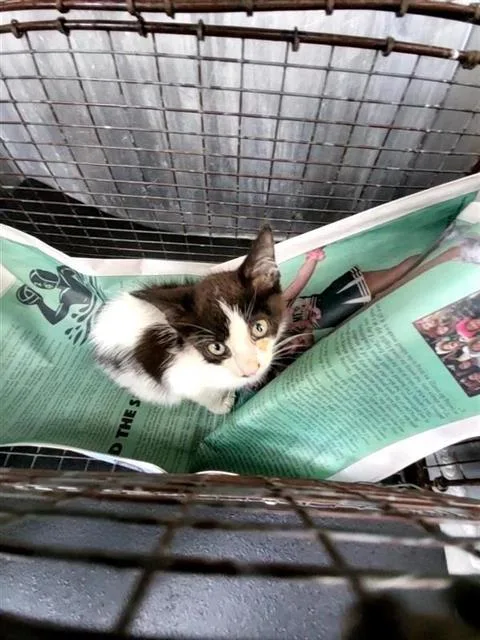 A baby small-sized male Domestic Short Hair cat named Bunny for adoption in San Antonio, TX
