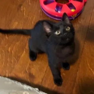 A baby small-sized male Black Domestic Short Hair cat named Kit Kat for adoption in Springfield, IL