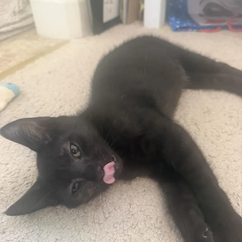 A baby small-sized male Black Domestic Short Hair cat named Onyx for adoption in Pleasanton, CA