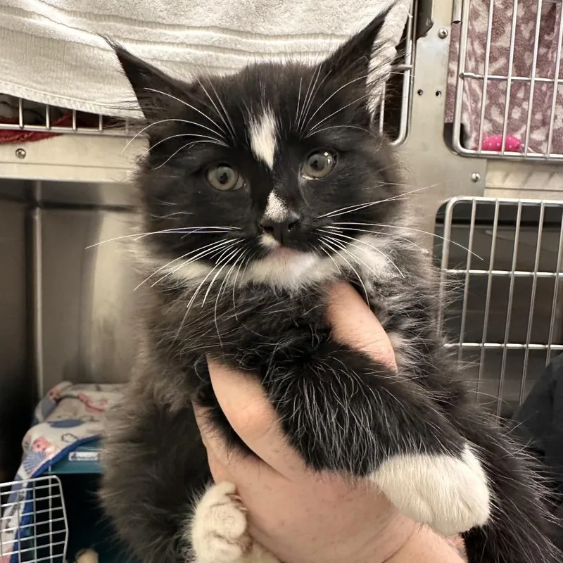 A baby small-sized male Black Domestic Short Hair cat named Arnold Palmer for adoption in Enfield, NH