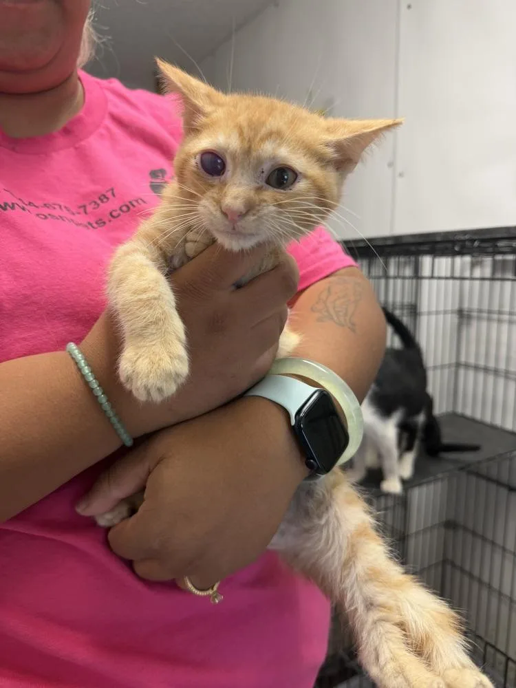 A young small-sized male Tabby (Orange / Red) Domestic Short Hair cat named Ivan for adoption in Ontario, CA