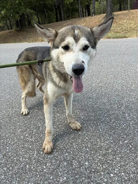 A young large-sized male Siberian Husky dog named Alaska for adoption in Oklahoma City, OK